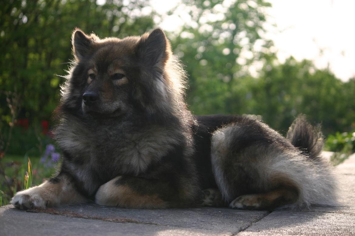 Eurasier Skovagergaards Dorthea - Aftenhygge på terrassen billede 17