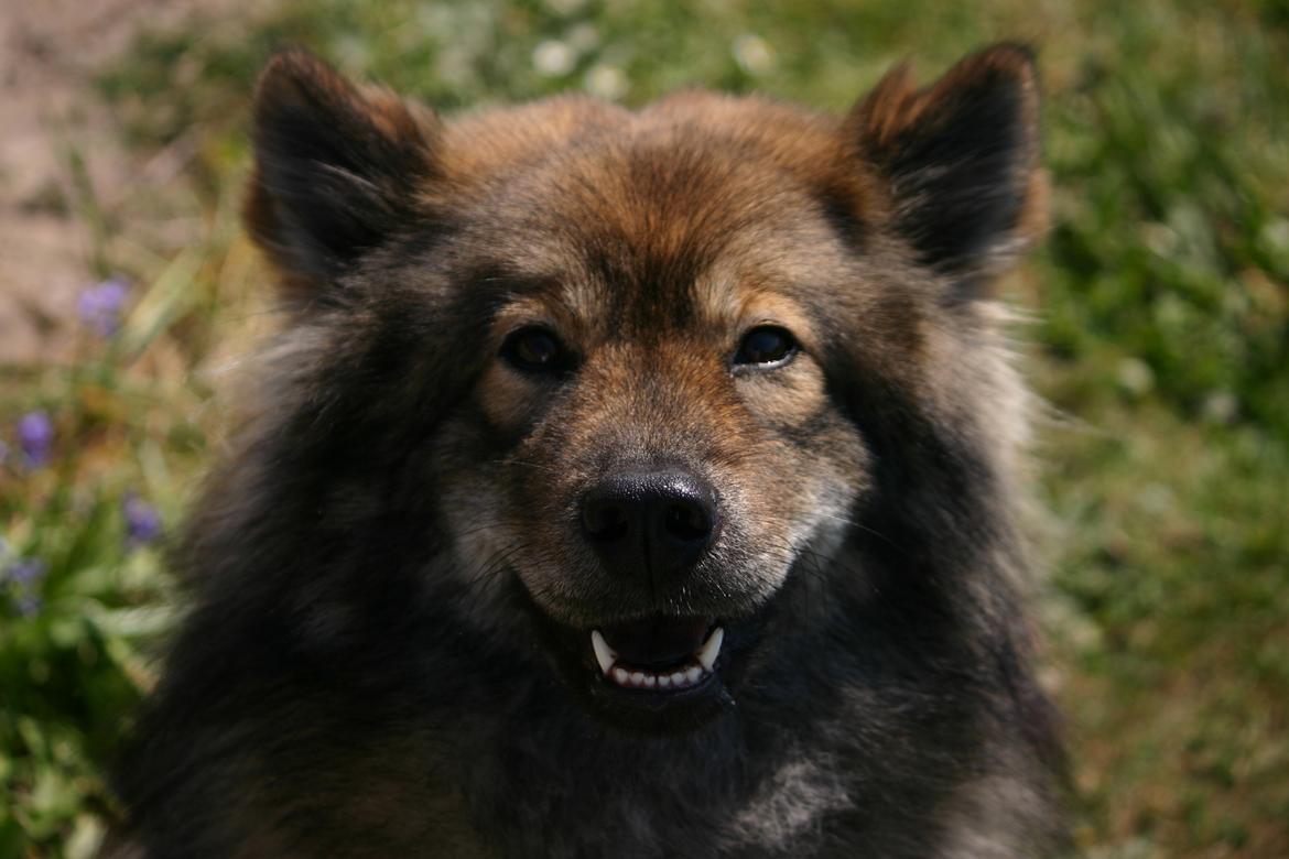 Eurasier Skovagergaards Dorthea - Jeg smiler, når jeg er glad :) billede 18