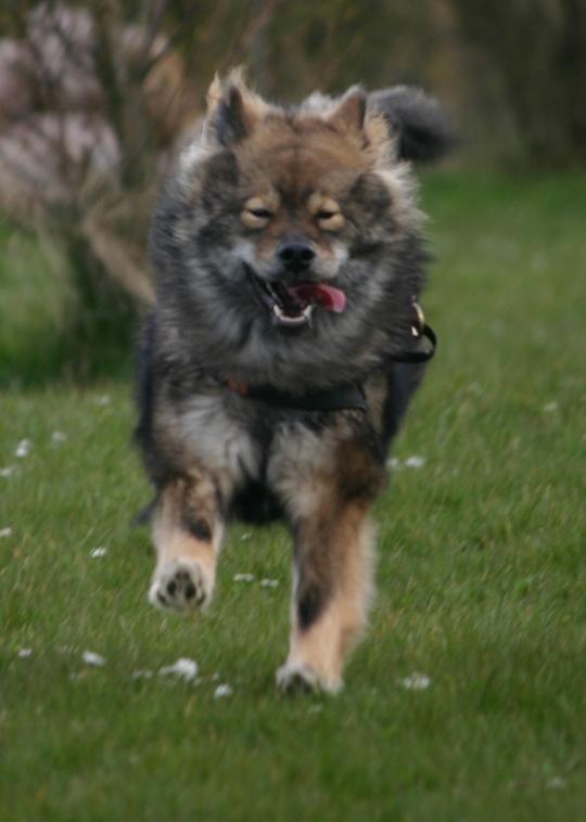 Eurasier Skovagergaards Dorthea - FULD FART FREMAD! billede 19