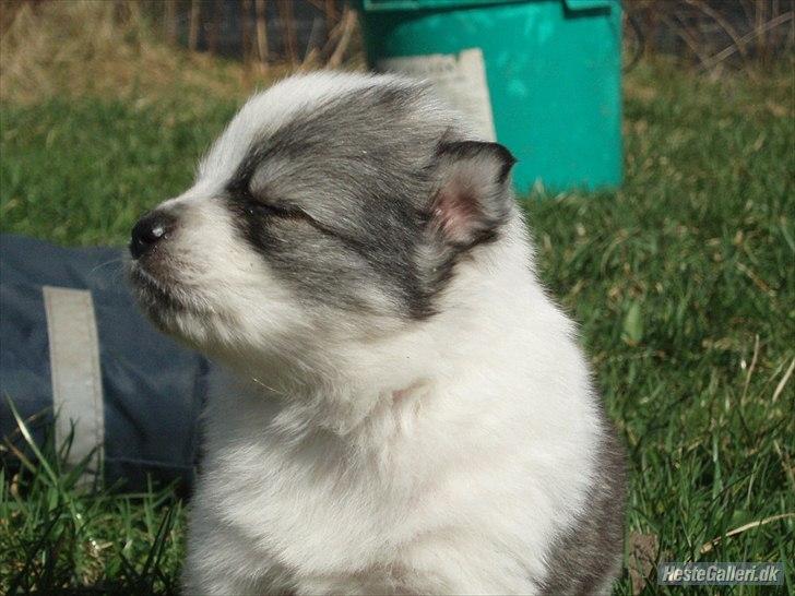 Blanding af racer Perry billede 3