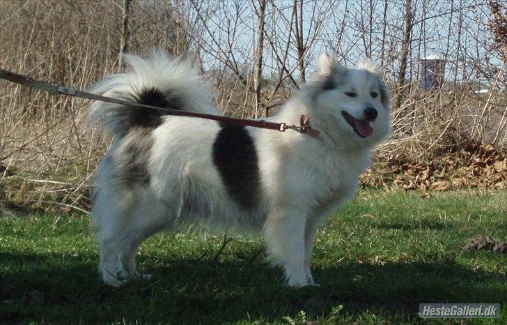 Blanding af racer Perry - Perrys mor billede 7