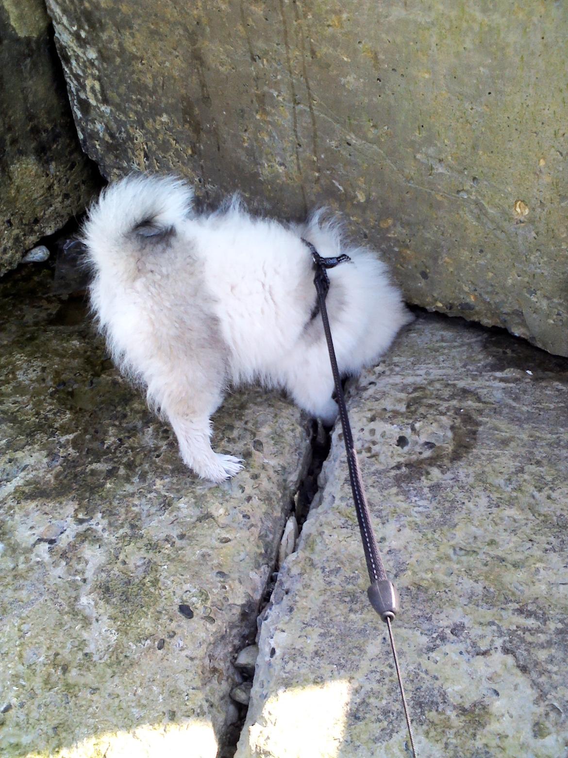 Blanding af racer Perry billede 8