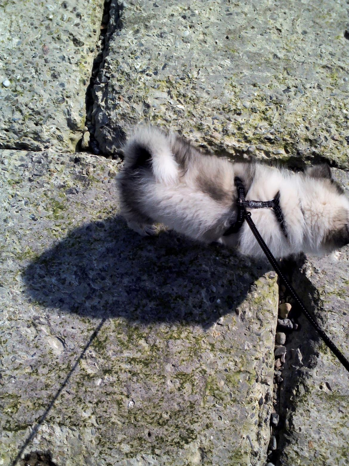 Blanding af racer Perry billede 9