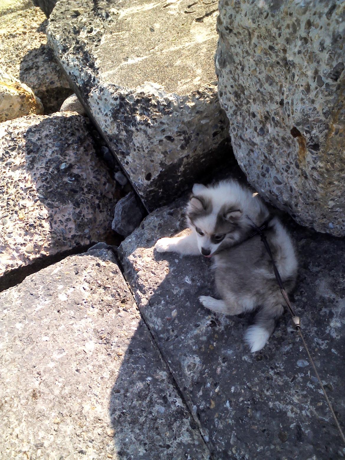 Blanding af racer Perry billede 10