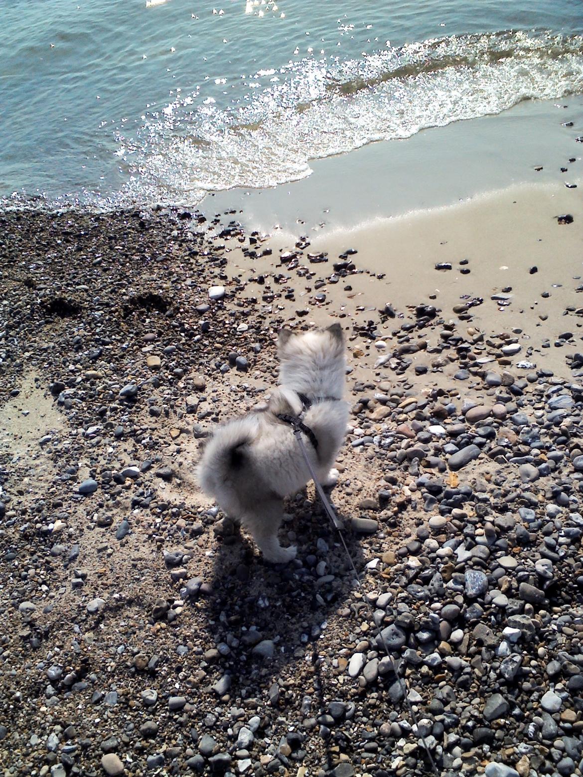 Blanding af racer Perry - Er ikke sikker på, at det med vand egentlig er for hunde billede 11