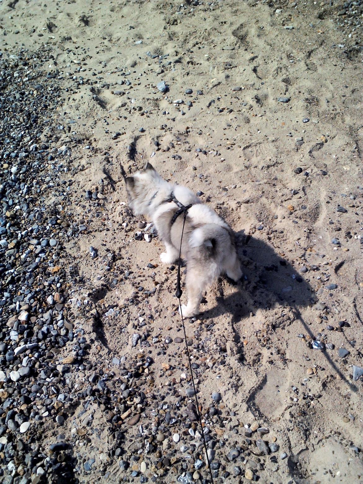 Blanding af racer Perry billede 12