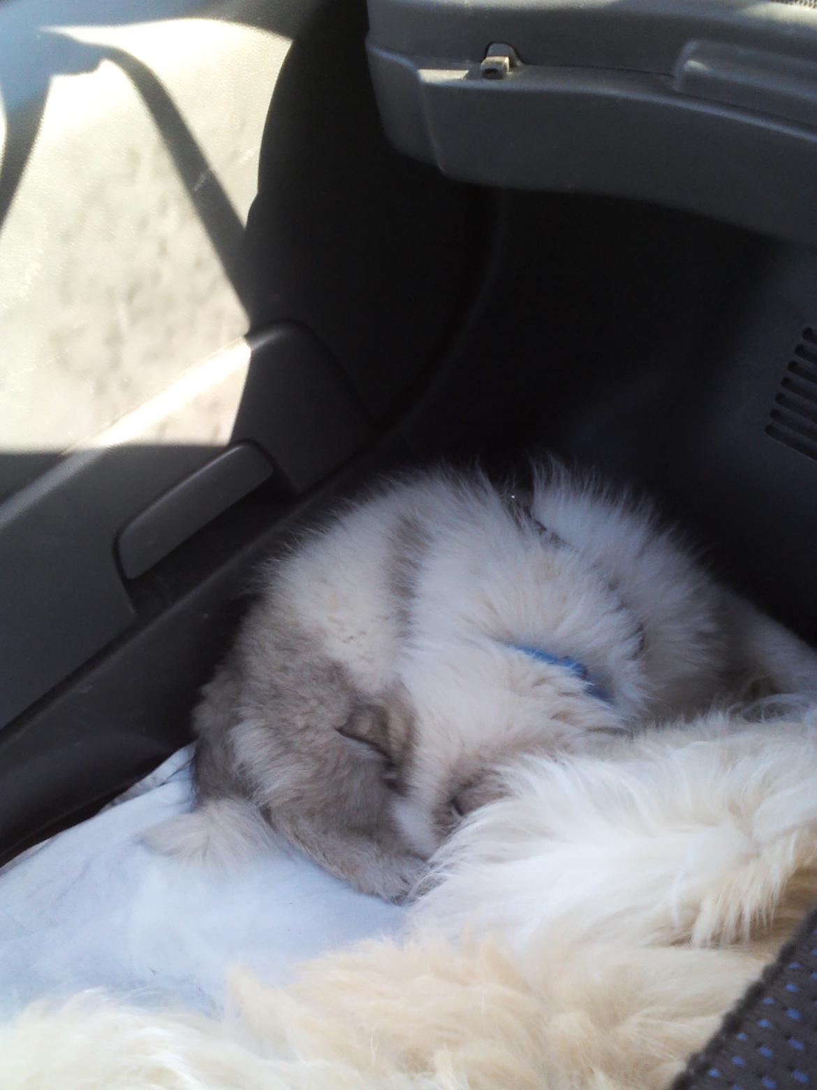 Blanding af racer Perry - En træt lille hund på vej hjem fra stranden billede 13