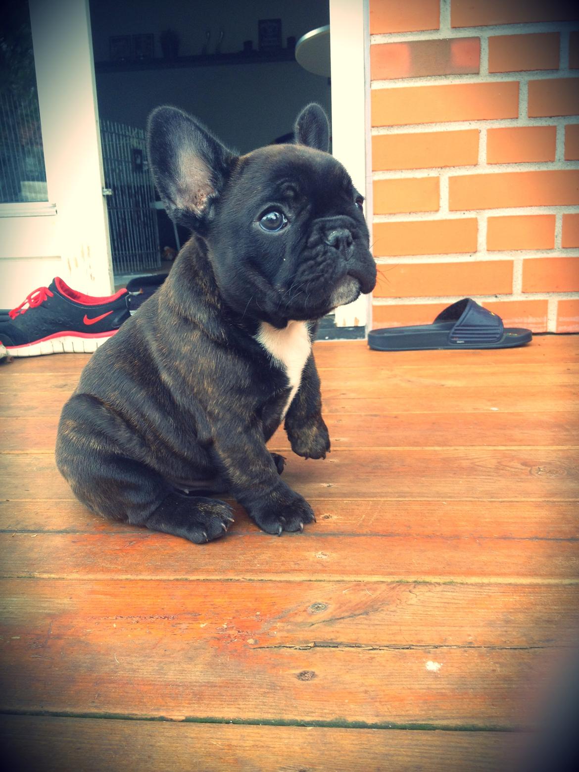 Fransk bulldog Balder - Verdens bedste Balder, 8uger gammel :)  billede 5