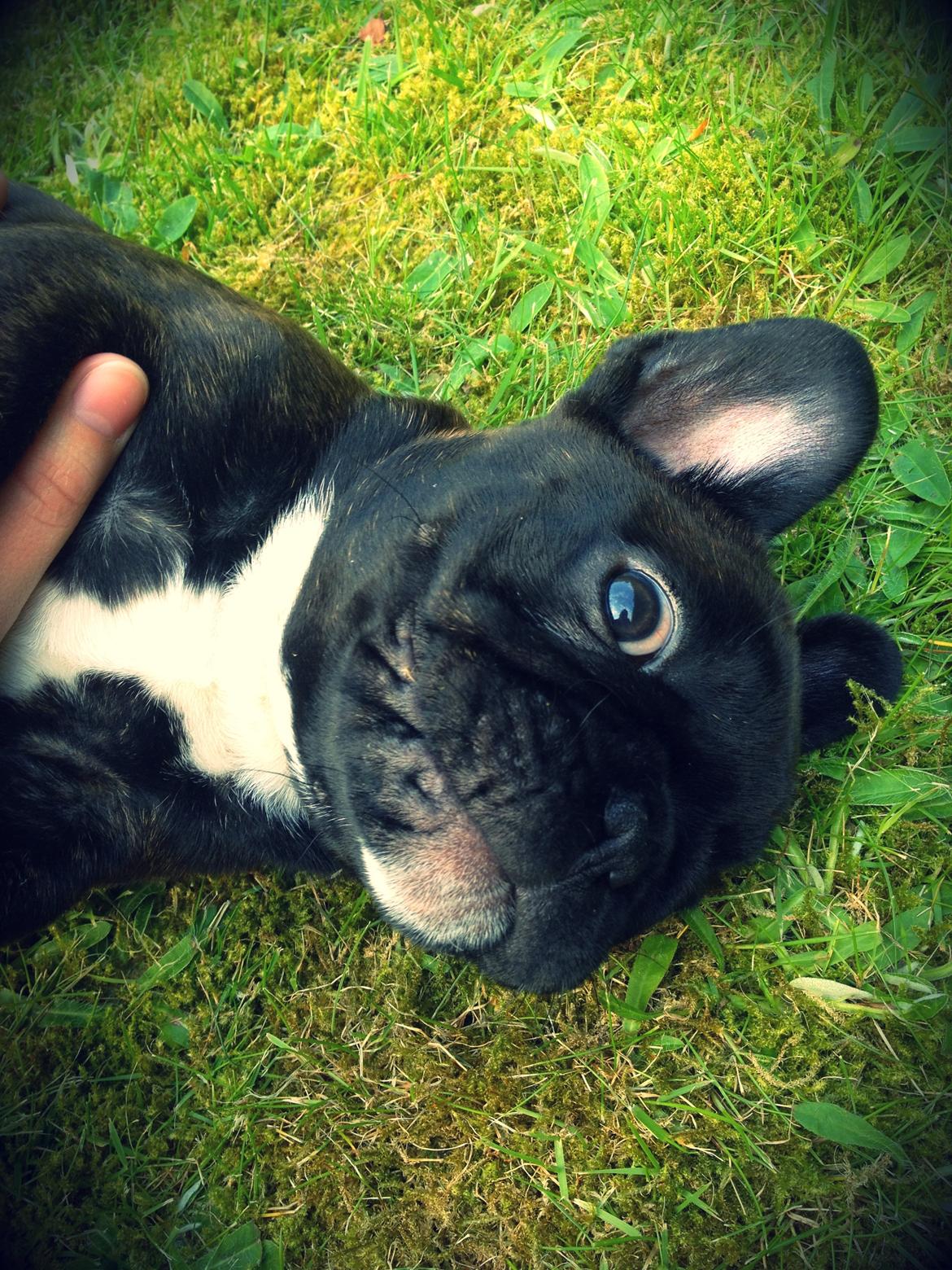 Fransk bulldog Balder - Balder 9uger gammel :) Det er bare lækker, at blive nusset på maven....  billede 6