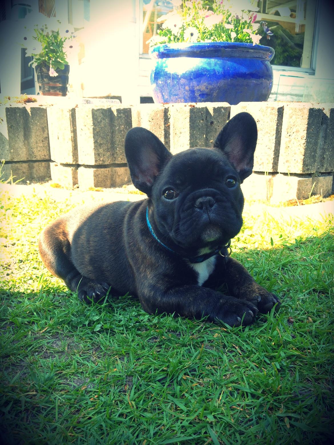 Fransk bulldog Balder - Balder 9uger... Nyder det super gode vejr!  billede 7