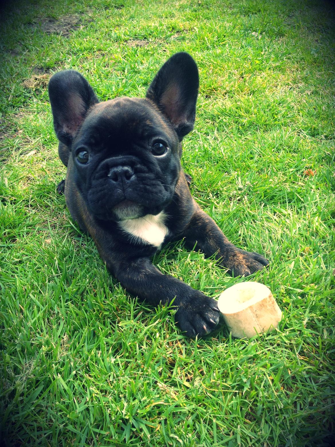 Fransk bulldog Balder billede 12