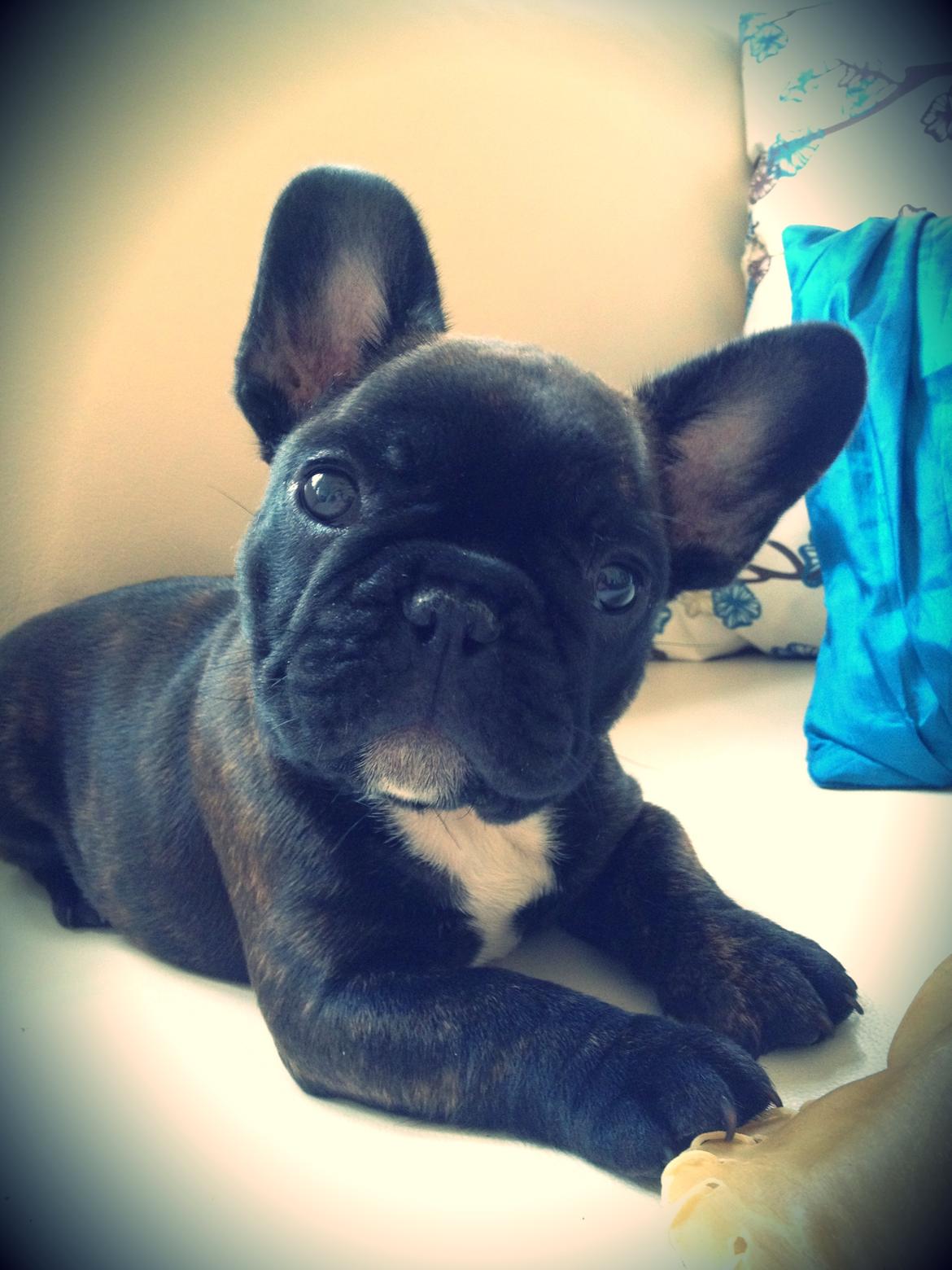 Fransk bulldog Balder - Du siger underlige lyde mor!  billede 14