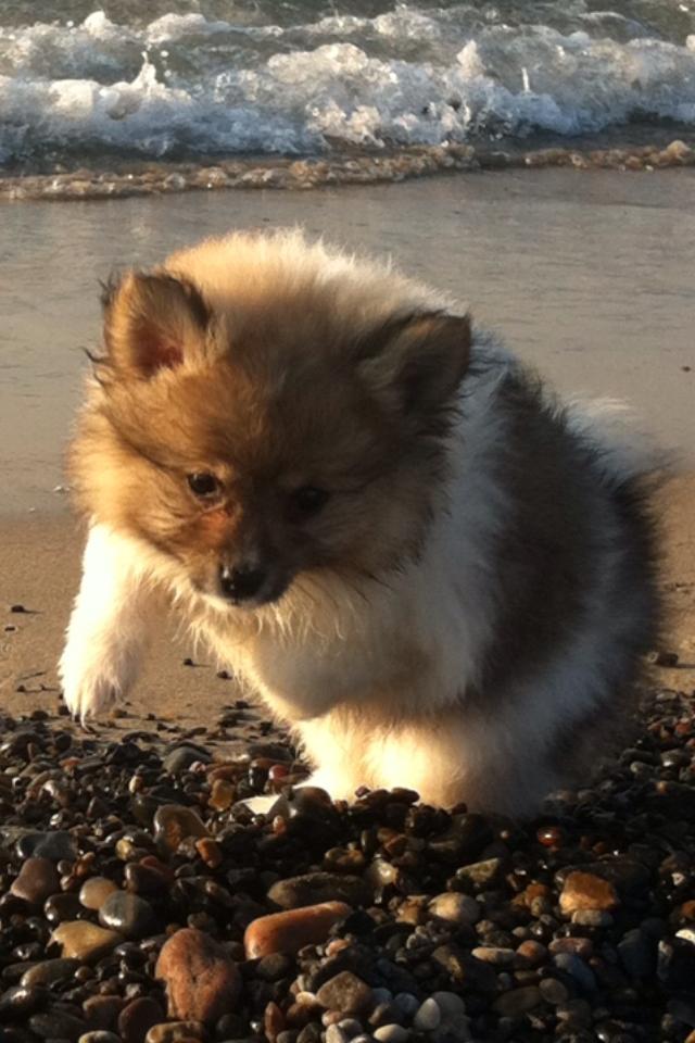 Blanding af racer Bella - bellas første tur på stranden :-) billede 10