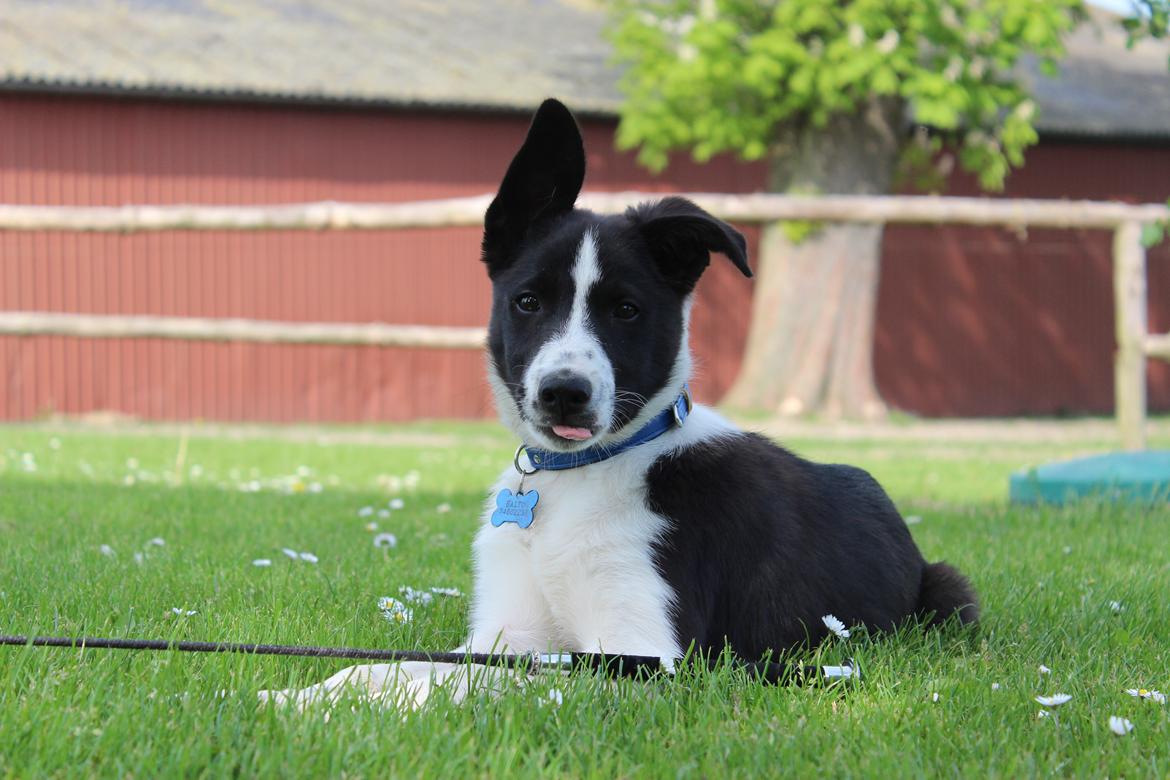 Border collie Balto - Balto i haven :-) billede 2