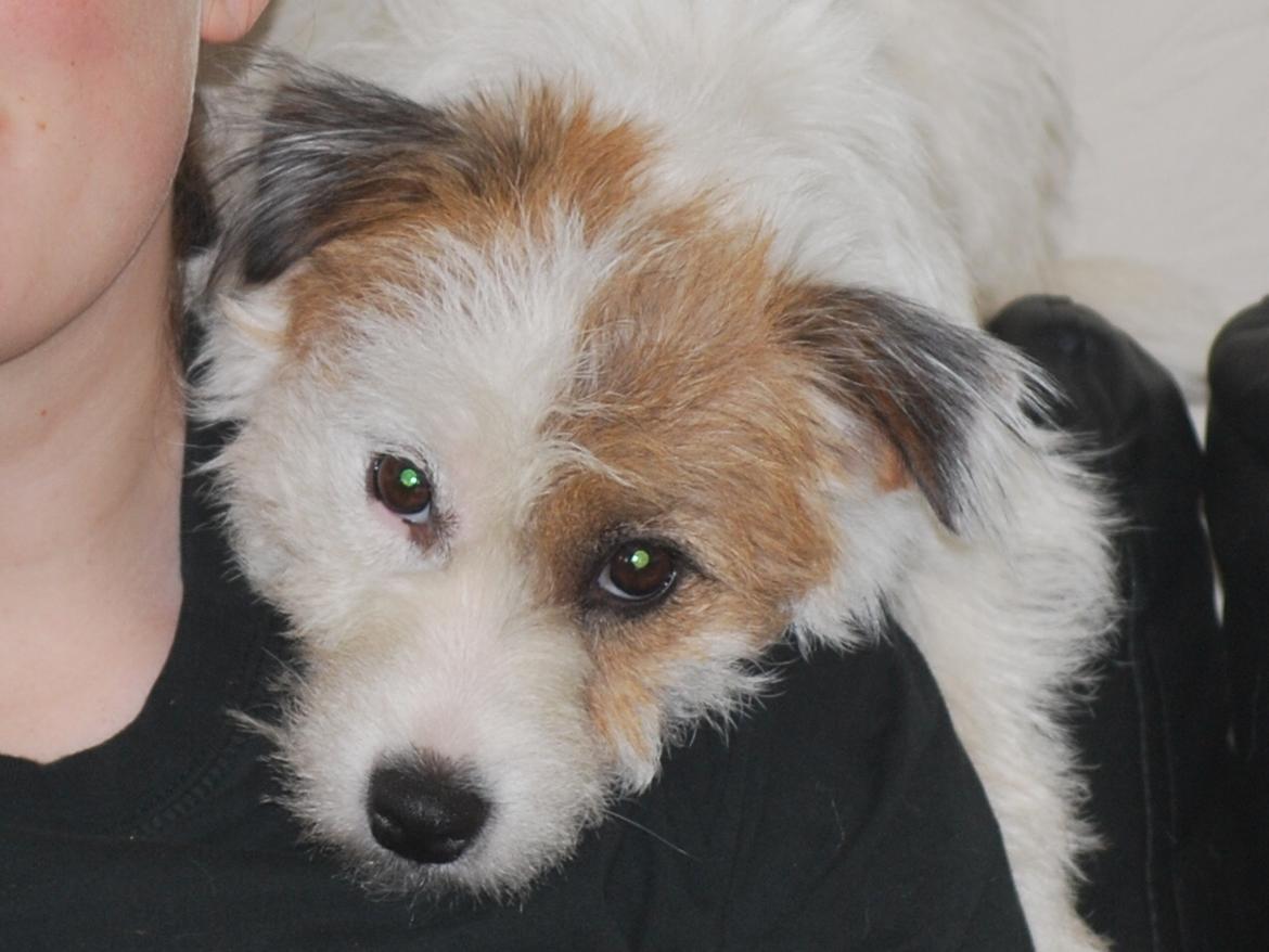 Parson russell terrier Cudweed´s Kiss Of An Angel (soya) billede 17