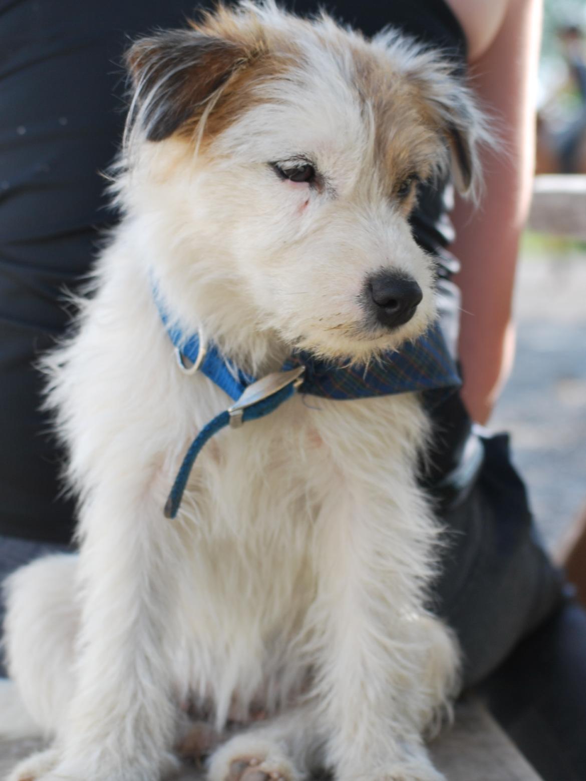Parson russell terrier Cudweed´s Kiss Of An Angel (soya) billede 18