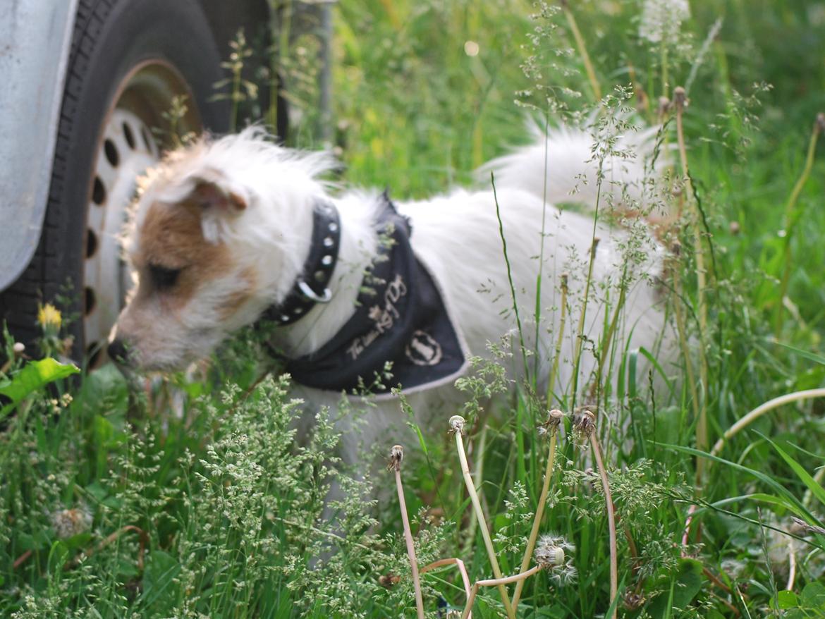 Parson russell terrier Cudweed´s Kiss Of An Angel (soya) billede 19