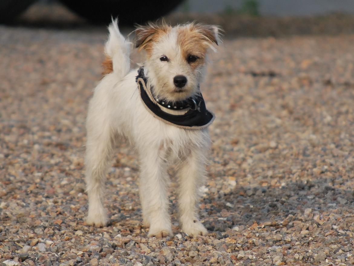 Parson russell terrier Cudweed´s Kiss Of An Angel (soya) billede 20