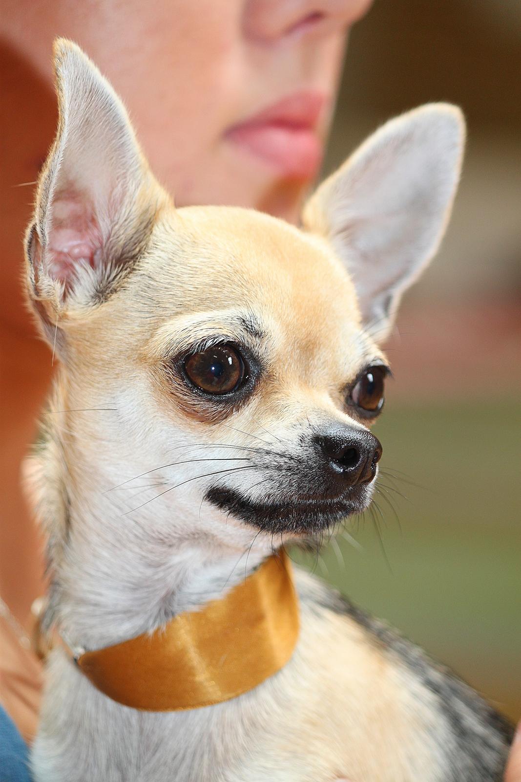 Chihuahua Frk Kvistes Brianna *Bindi* - Min smukke prinsesse <3
Billede taget den 20/5-2012 af Nanna (FRK KC)  billede 33