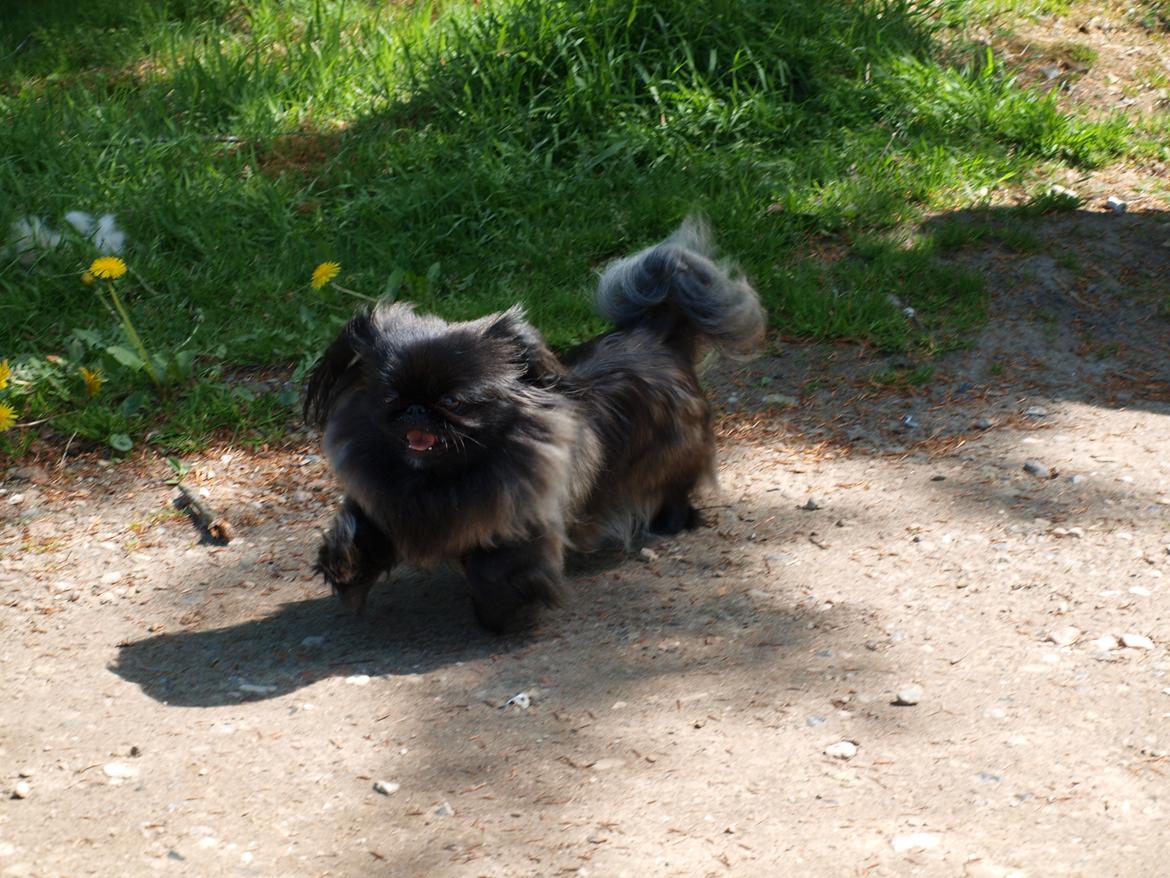 Pekingeser Cita AKA Bulldozeren billede 18