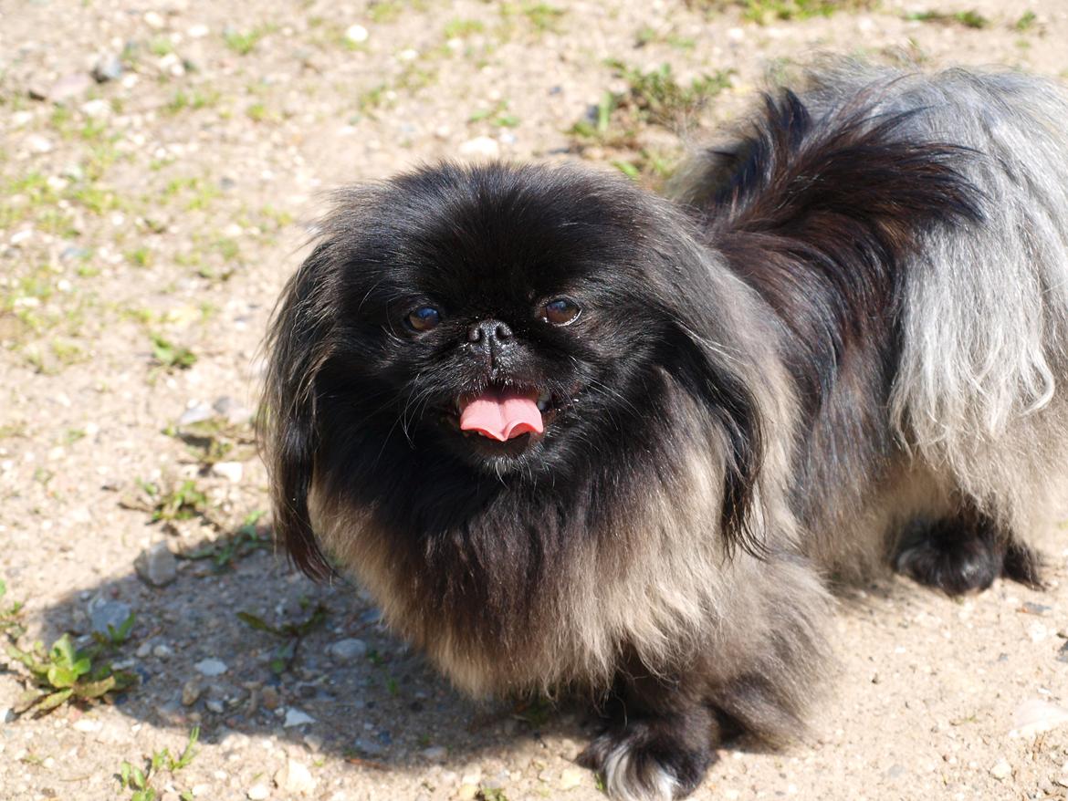 Pekingeser Cita AKA Bulldozeren billede 19