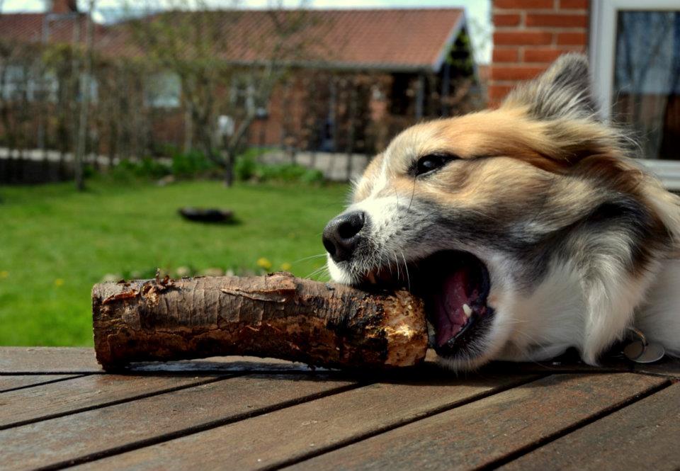 Islandsk fårehund Menja billede 9