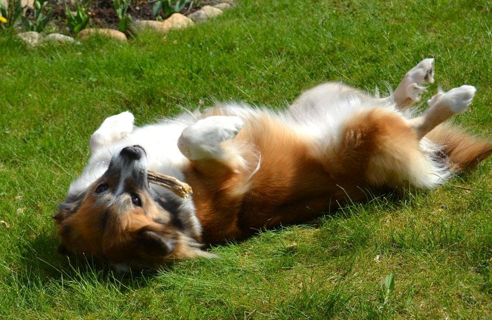 Islandsk fårehund Menja billede 10