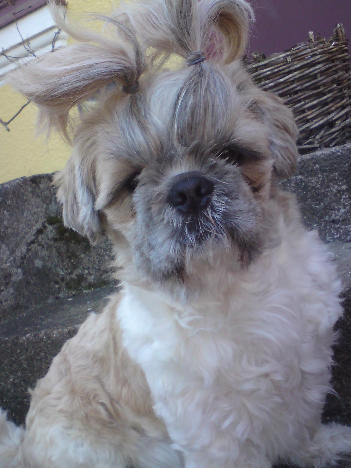 Shih tzu Toffie billede 3