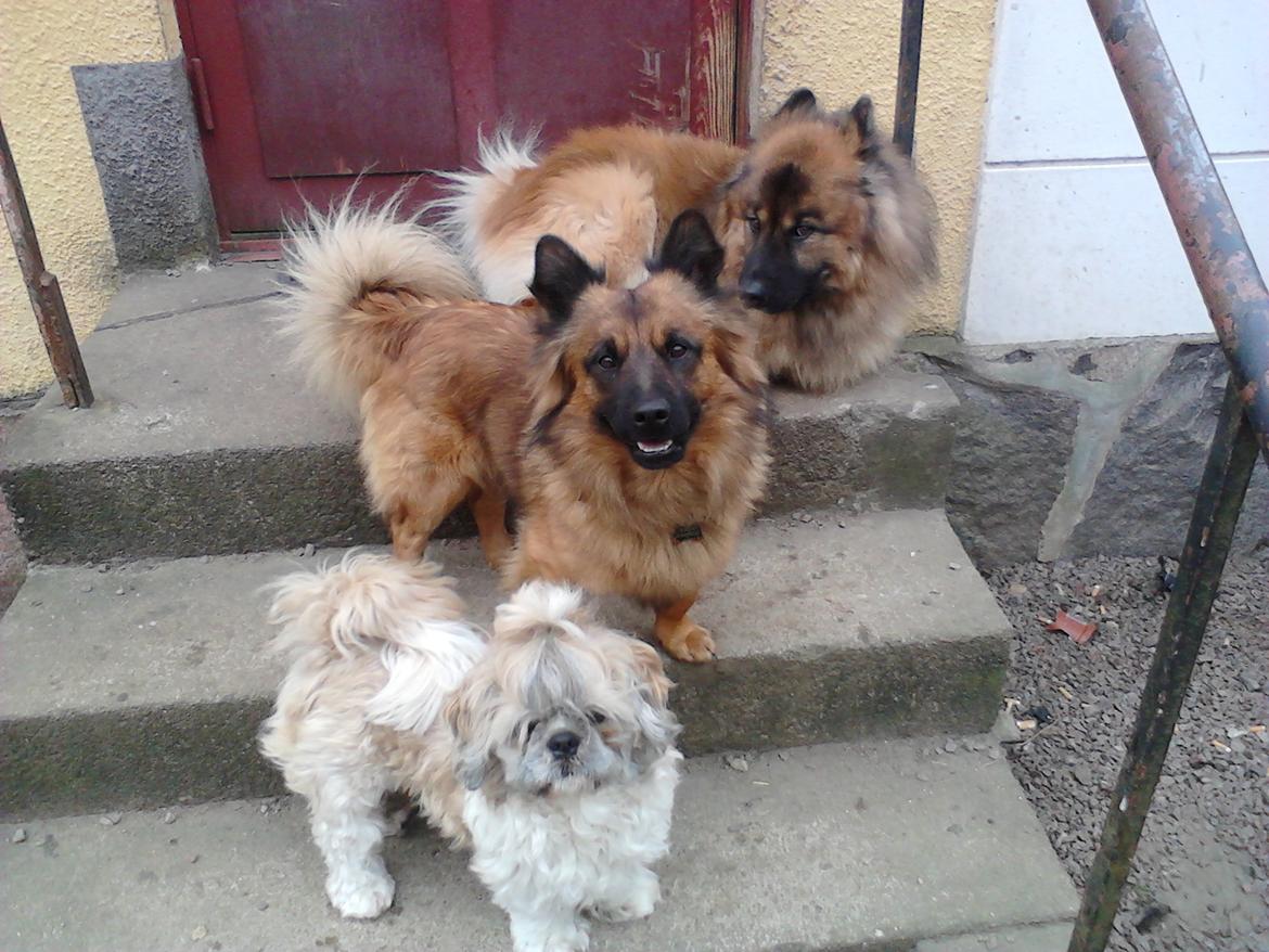 Shih tzu Toffie billede 11