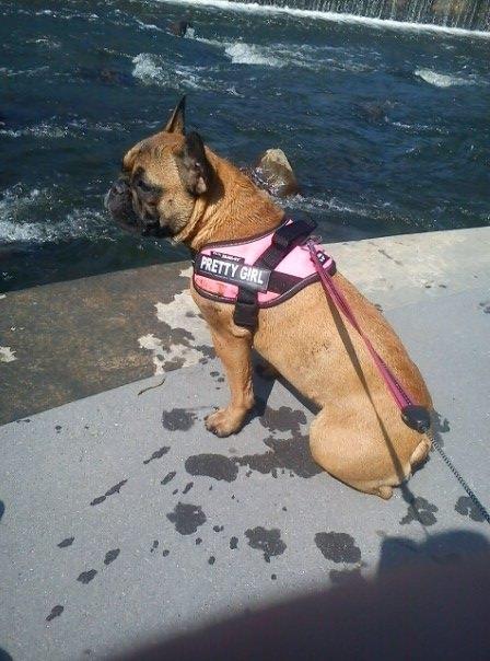 Fransk bulldog Bjeldbaks Amdi <3Bell <3 billede 1