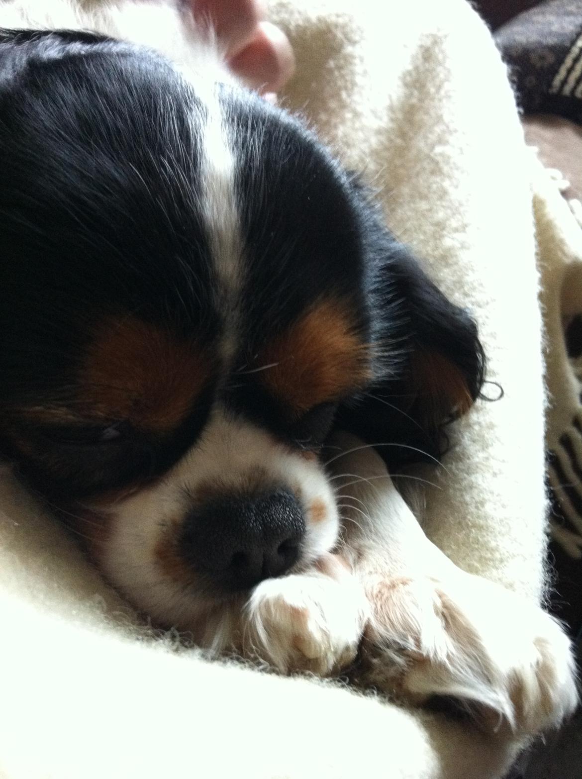 Cavalier king charles spaniel Bella billede 6