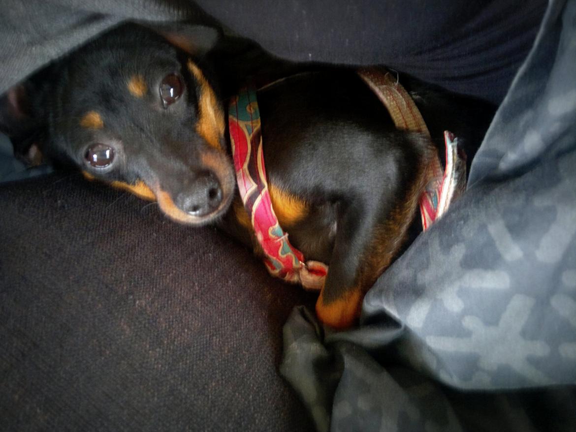 Blanding af racer Ratpinscher - Shila , bor hos andre nu billede 17