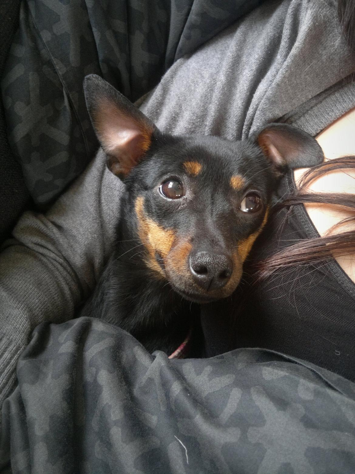 Blanding af racer Ratpinscher - Shila , bor hos andre nu billede 16