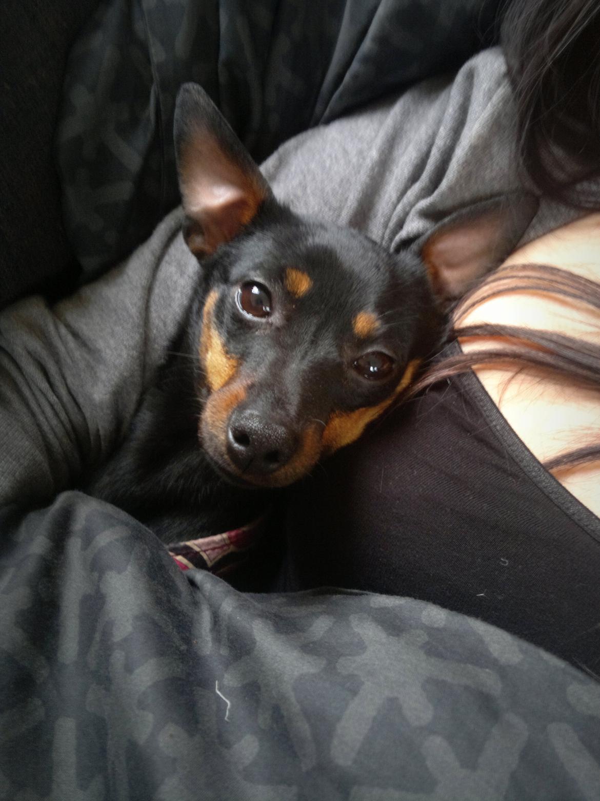 Blanding af racer Ratpinscher - Shila , bor hos andre nu billede 18
