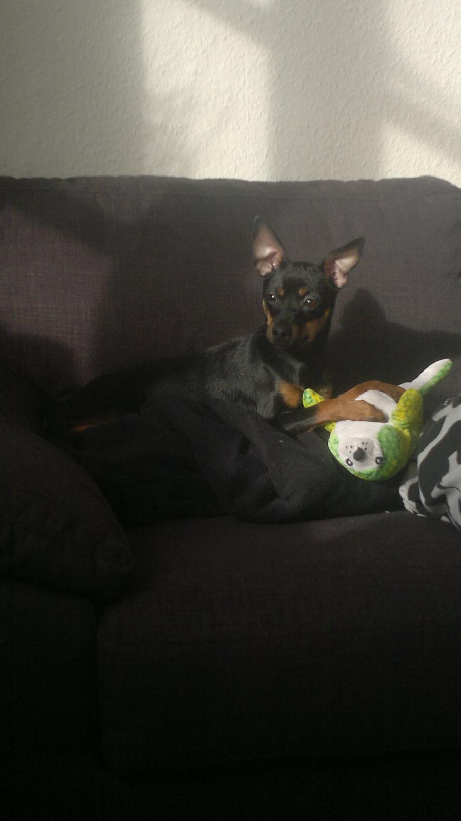 Blanding af racer Ratpinscher - Shila , bor hos andre nu billede 19