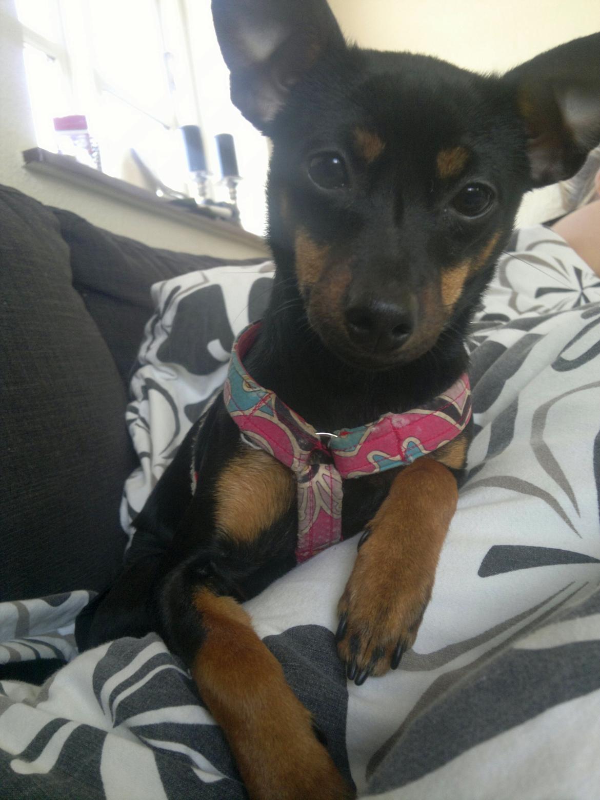 Blanding af racer Ratpinscher - Shila , bor hos andre nu billede 15