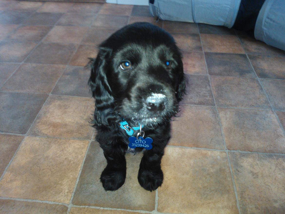 Cocker spaniel Højbjerg Euphorbiastjerne Cito - A38 smager bare skide godt.. Vil i smage?? billede 3