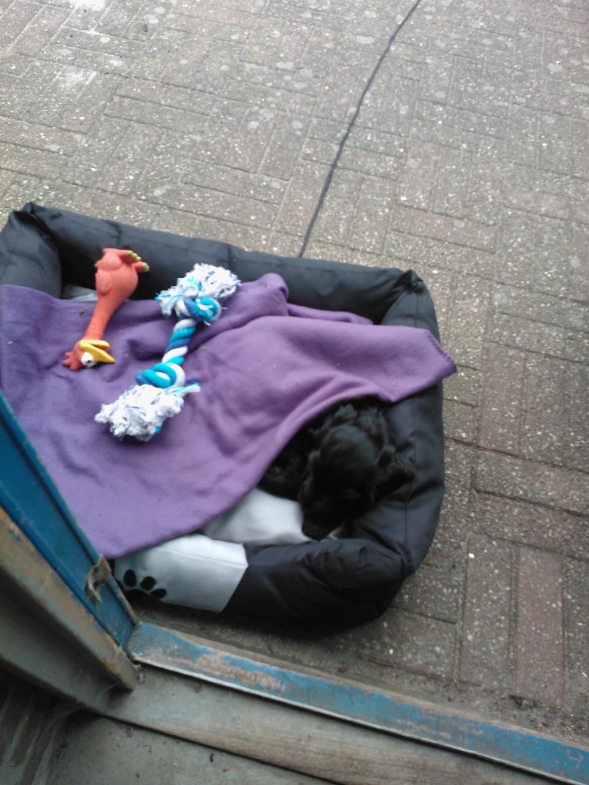 Cocker spaniel Højbjerg Euphorbiastjerne Cito - her ligger jeg hjemme ved min "farfar og farmor".. der var lidt koldt så min mad mor gav mig tæppe på..
 billede 4