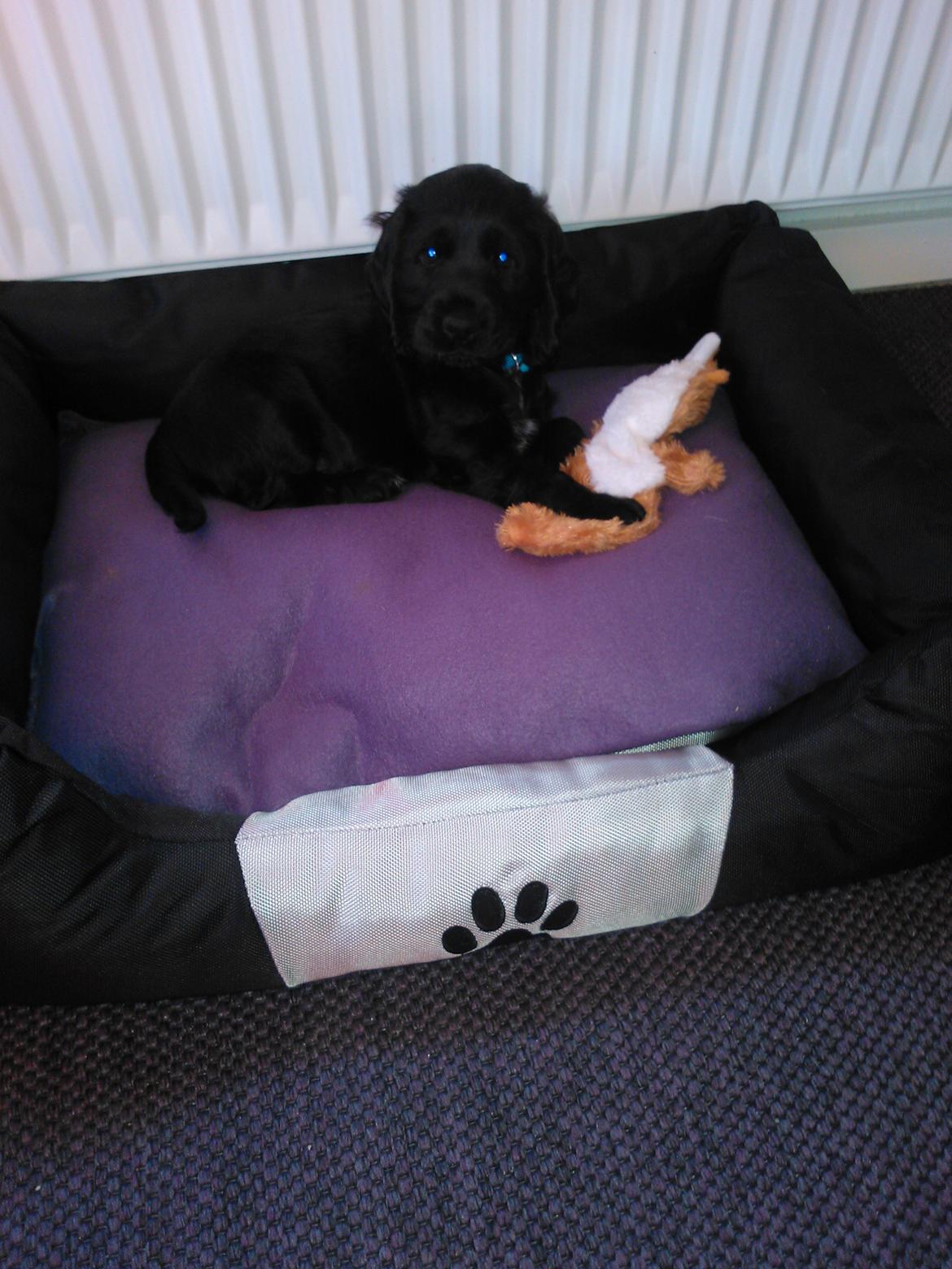 Cocker spaniel Højbjerg Euphorbiastjerne Cito - hej skal vi lege? billede 5