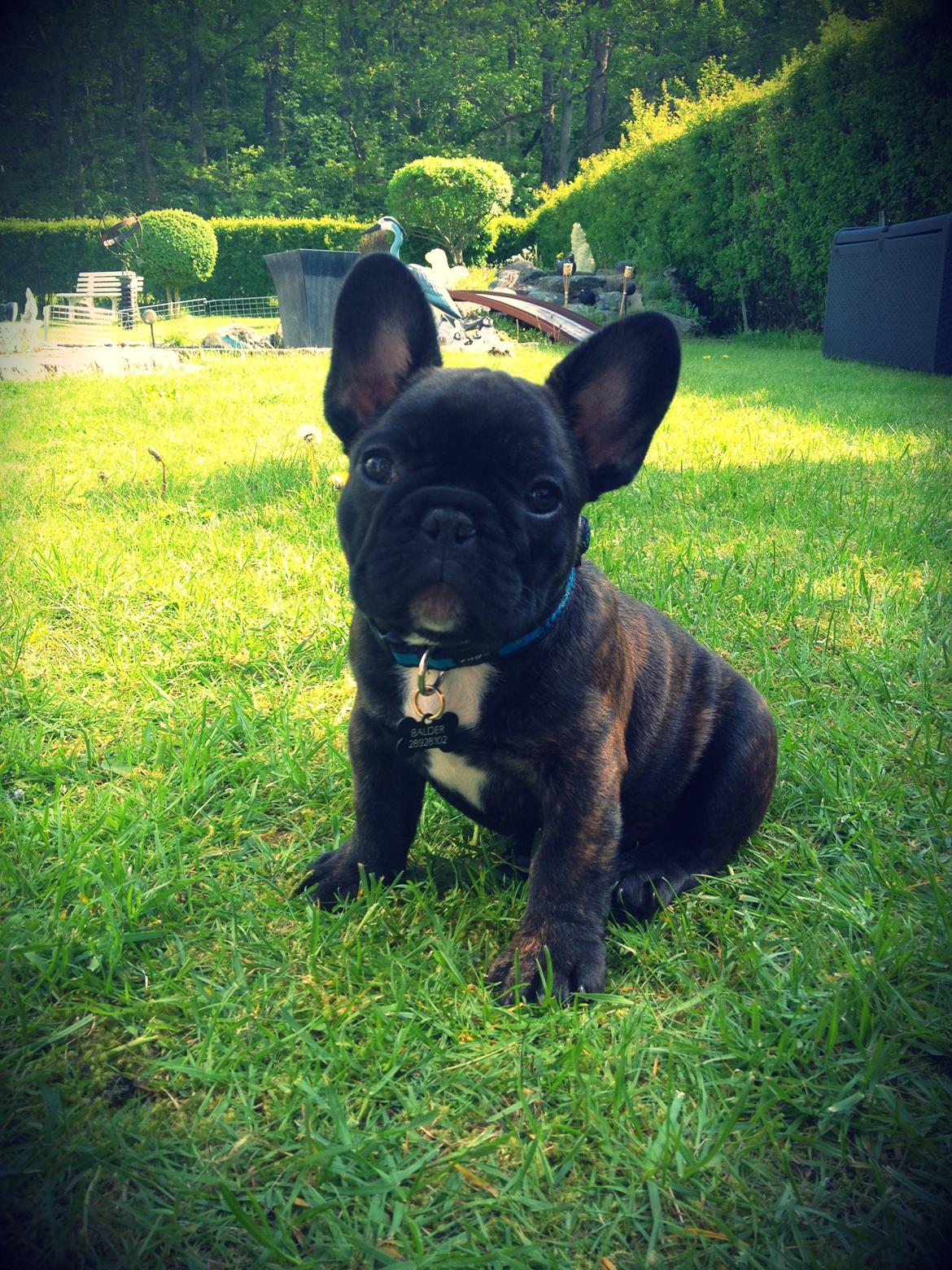 Fransk bulldog Balder - 9uger billede 8