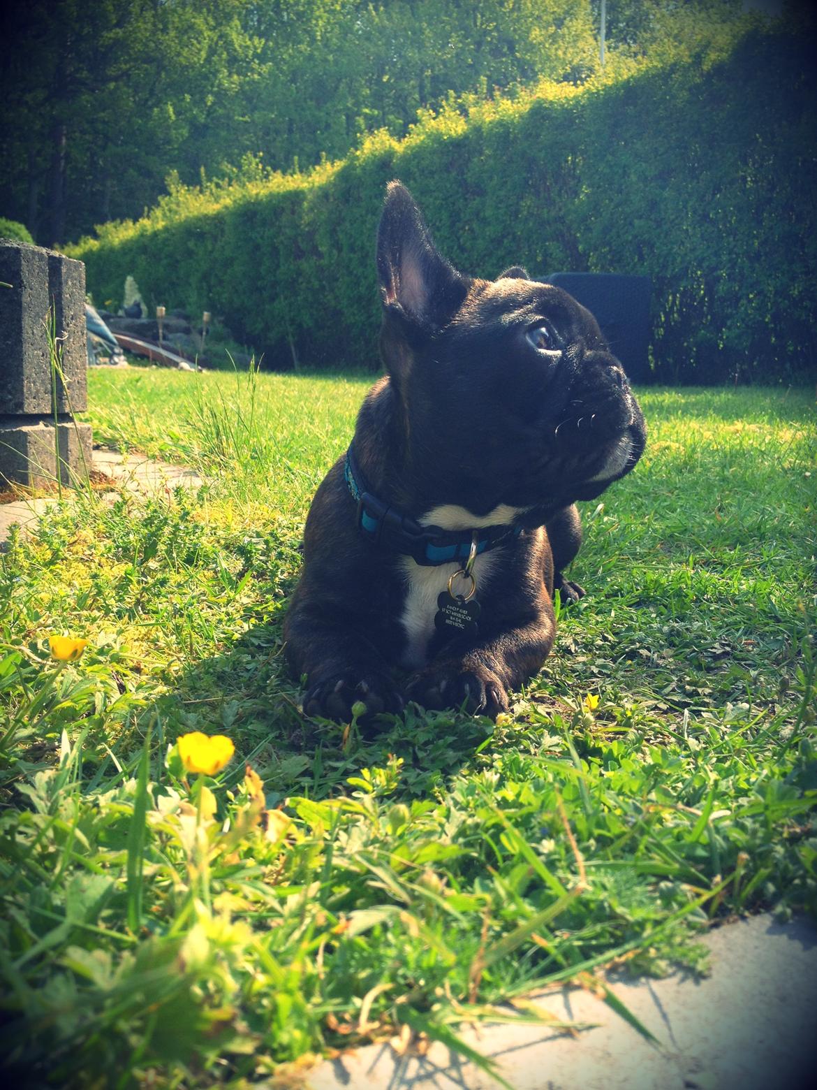 Fransk bulldog Balder - 9uger billede 9