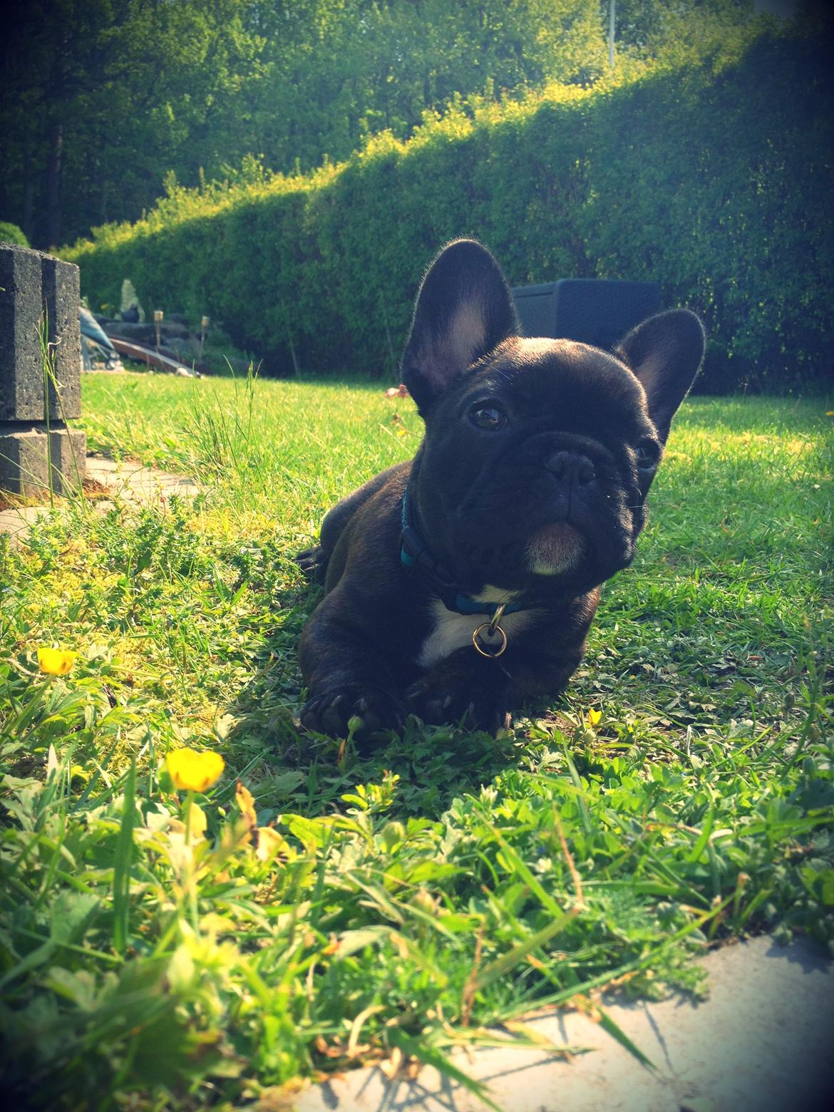 Fransk bulldog Balder - 9uger billede 10