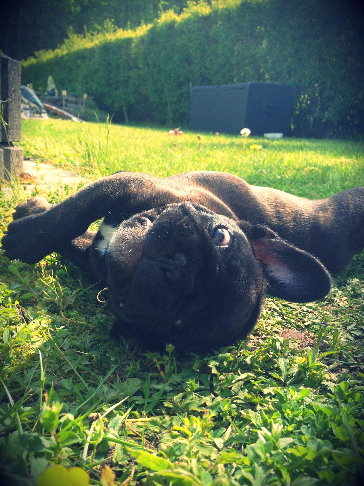 Fransk bulldog Balder - 9uger billede 11