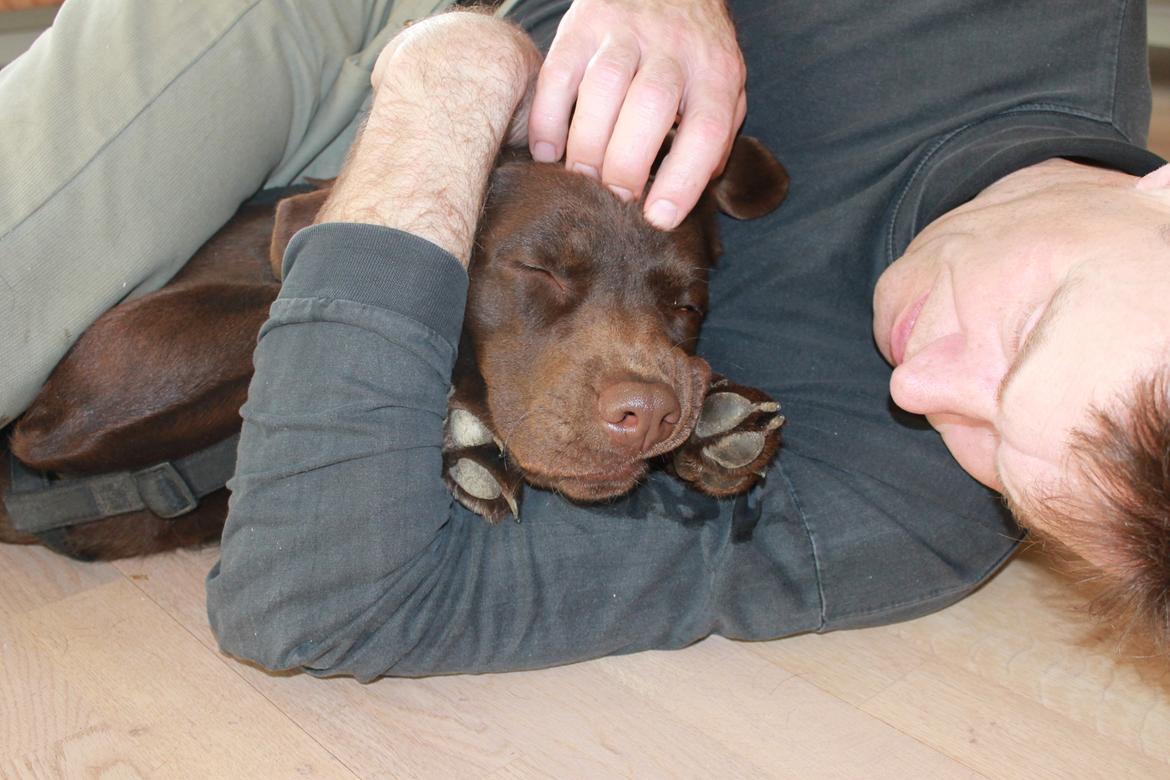 Labrador retriever Nougat billede 8