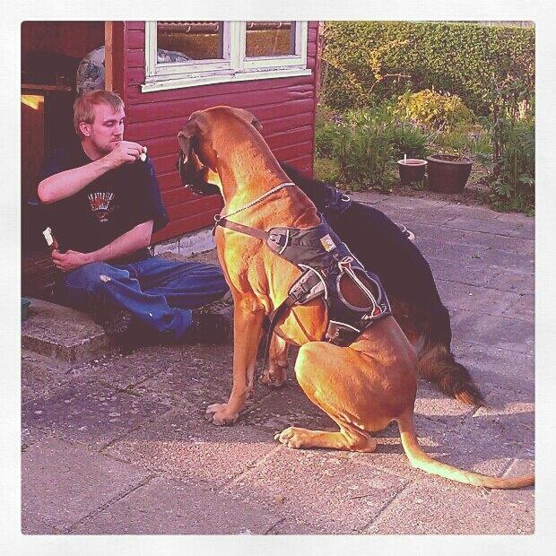 Grand danois Baby R.I.P* † - Jeg elsker at få is direkte fra ispinden billede 14