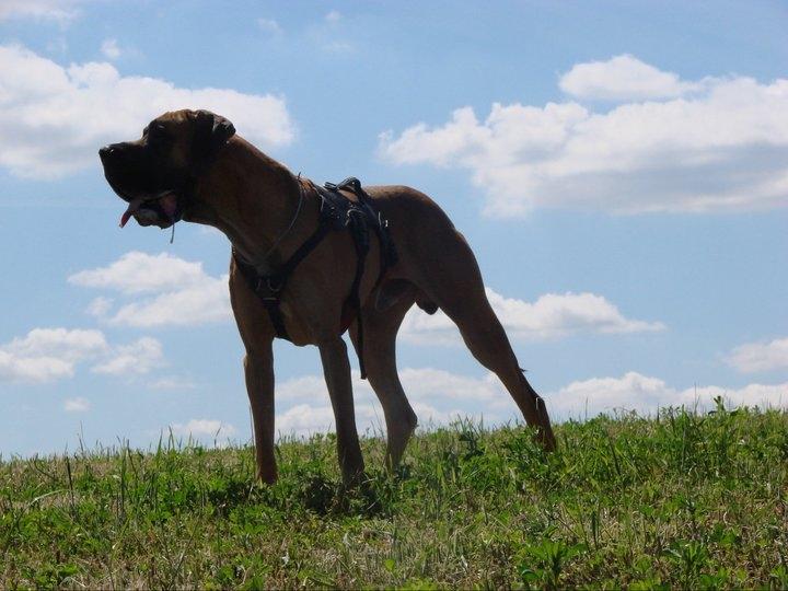 Grand danois Baby R.I.P* † - Lækker udsigt billede 15