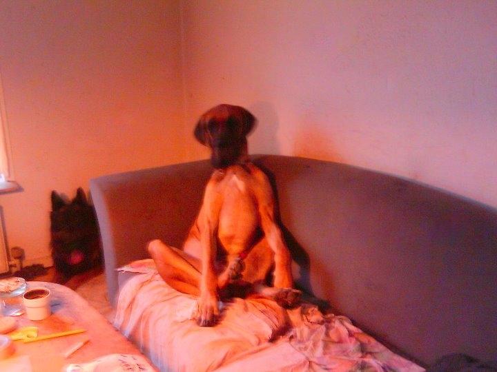 Grand danois Baby R.I.P* † - Jeg kan godt lide at slappe af billede 16