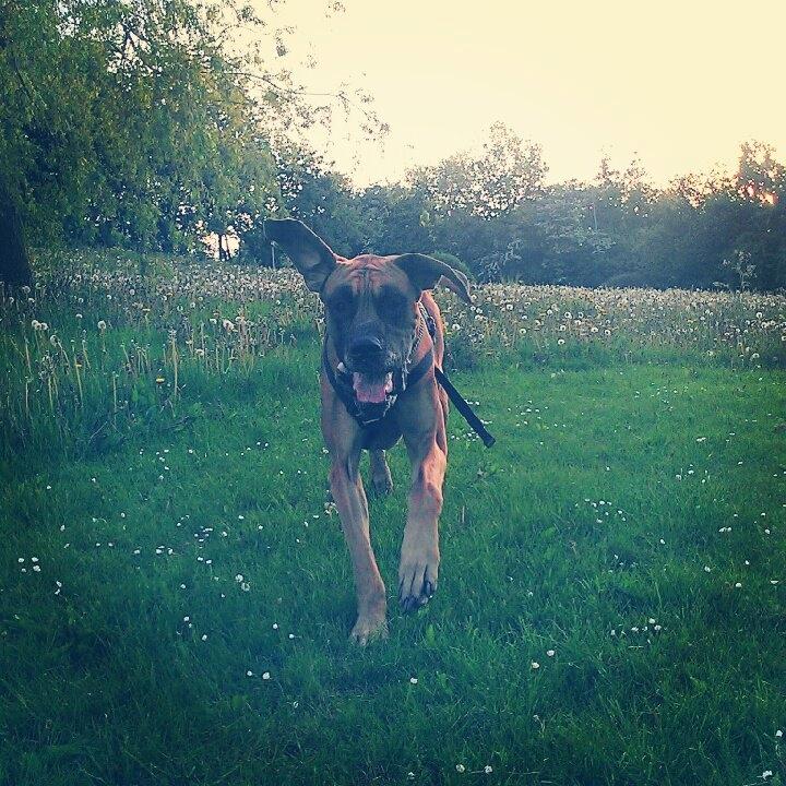 Grand danois Baby R.I.P* † - Her kommer jeg løbende! billede 17