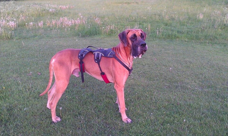 Grand danois Baby R.I.P* † - Snask, jeg er en værre savlegris billede 18