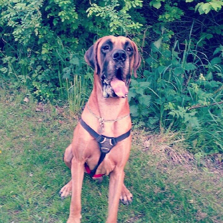 Grand danois Baby R.I.P* † - Jeg vil gerne have den gren, som far står og vifter med billede 19